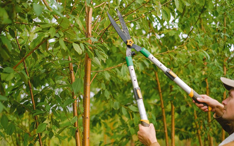 Tree trimming in Thicket, TX